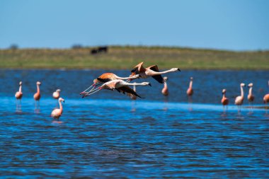 Flamingolar göç yolculuğuna çıkıyorlar, La Pampa Eyaleti, Patagonya, Arjantin.