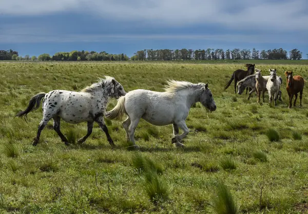 Rebanho Cavalos Campo Província Pampa Patagônia Argentina — Fotografia de Stock