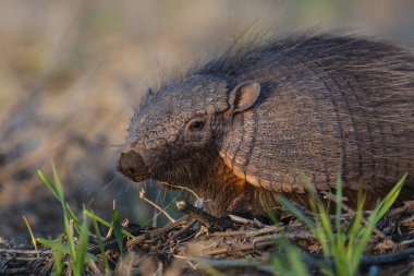 Armadillo Pampas kırsal kesiminde, La Pampa Eyaleti, Arjantin.