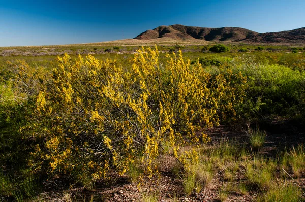 Creosote Bush Lihue Calel National Park Pampa Argentina — 스톡 사진