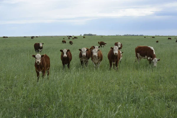 Krávy Argentinské Venkově Pampa Patagonia Argentina — Stock fotografie
