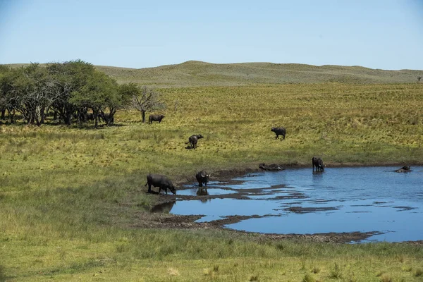 Water Buffalo Bubalus Bubalis Pampasd Landscape Pampa Province Patagonia — Stock Photo, Image