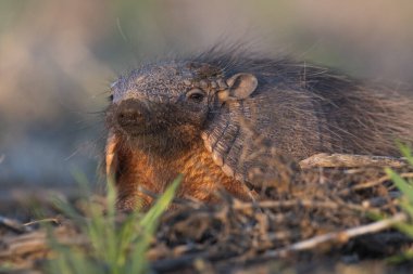Armadillo Pampas kırsal kesiminde, La Pampa Eyaleti, Arjantin.