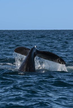 Sohutern sağ balina kuyruğu ıstakoz kuyruğu, nesli tükenmekte olan türler, Patagonya, Arjantin