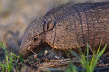 Armadillo Pampas kırsal kesiminde, La Pampa Eyaleti, Arjantin.