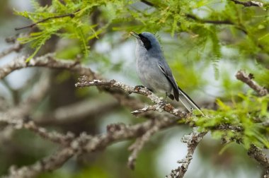 Maskeli Gnatchatcher (Polioptila dumicola