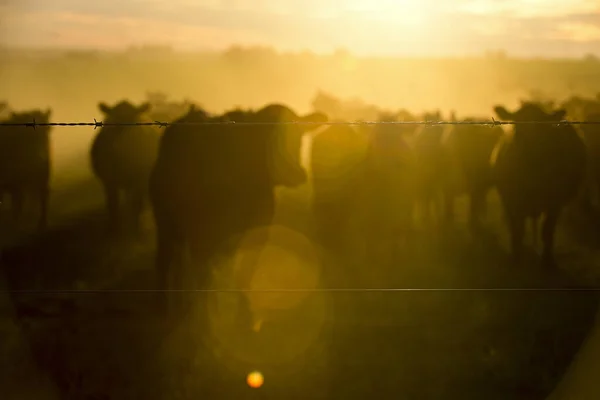 Vacas Pastando Campo Atardecer Llanura Pampeana Patagonia Argentina — Foto de Stock