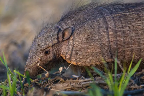 Armadillo Pampas kırsal kesiminde, La Pampa Eyaleti, Arjantin.