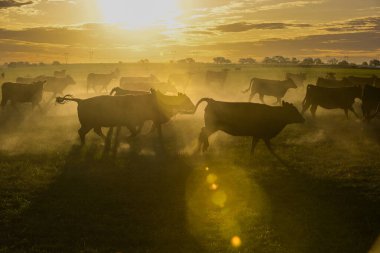 İnekler gün batımında tarlada otluyor, Pampas ovasında, Patagonya 'da, Arjantin' de