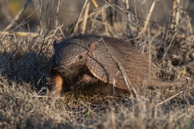 Armadillo Pampas kırsal kesiminde, La Pampa Eyaleti, Arjantin.
