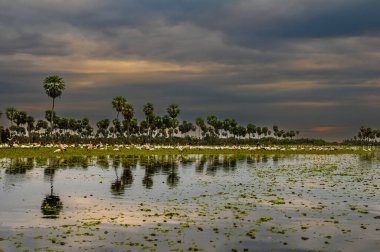 Kuşlar La Estrella Marsh, Formosa, Arjantin 'e akın ediyor..