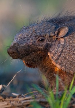 Armadillo Pampas kırsal kesiminde, La Pampa Eyaleti, Arjantin.
