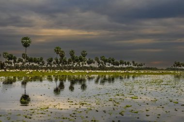 Kuşlar La Estrella Marsh, Formosa, Arjantin 'e akın ediyor..