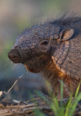 Armadillo Pampas kırsal kesiminde, La Pampa Eyaleti, Arjantin.