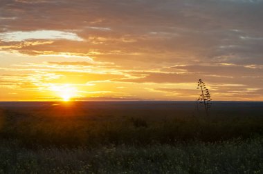 Amerikan aloe, Agave americana, La Pampa Eyaleti, Patagonya, Arjantin.