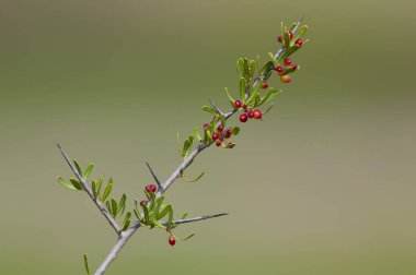 Vahşi Meyve yarı çölde, Calden Ormanı, La Pampa Arjantin