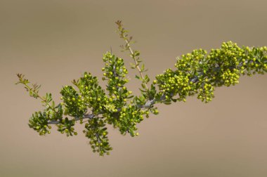 Yarı çölde bitki, Calden Ormanı, La Pampa Arjantin
