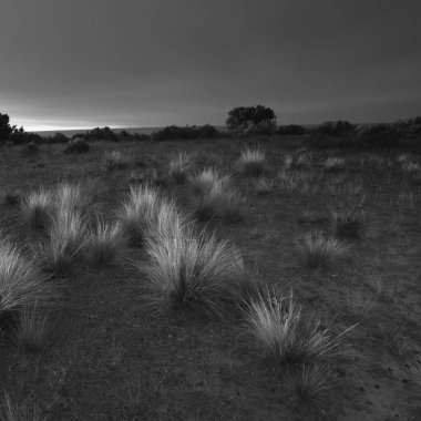 Kırsal kesimde Pampas Çimi, Yarımada Valdes, Patagonya, Arjantin.