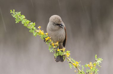 Calden Ormanı 'nda Bay winged Cowbird, La Pampa Eyaleti, Patagonya, Arjantin.