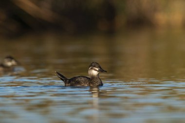 Lake Duck in Pampas Lagoon environment, La Pampa Province, Patagonia , Argentina.