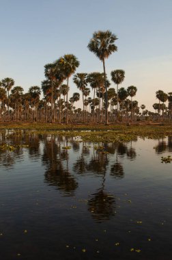 La Estrella Marsh, Formosa, Arjantin 'de palmiye manzarası.