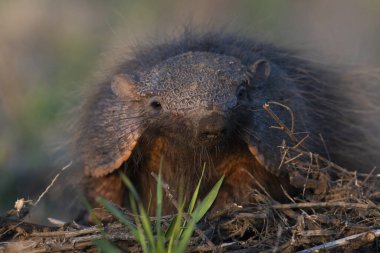 Armadillo Pampas kırsal kesiminde, La Pampa Eyaleti, Arjantin.