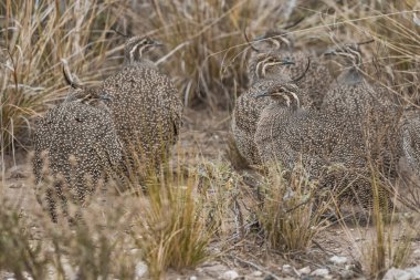 Zarif armalı tinamou, Eudromia elegans, Pampas çayır çevresi, La Pampa bölgesi, Patagonya, Arjantin.