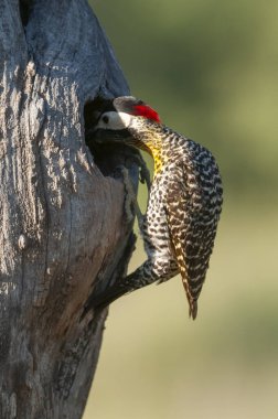 Green barred Woodpecker in forest environment,  La Pampa province, Patagonia, Argentina.
