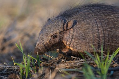 Armadillo Pampas kırsal kesiminde, La Pampa Eyaleti, Arjantin.