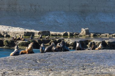 Güney Amerika deniz aslanı ,