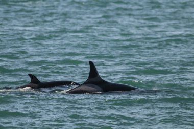Katil Balina, Orca, deniz aslanı avlıyor, Yarımada Valdes, Patagonya Arjantin