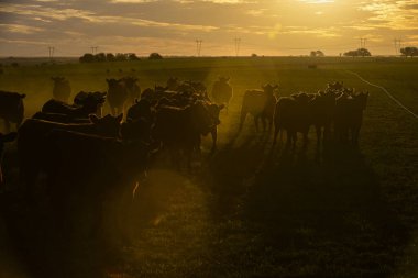 Gün batımında Pampas ovasında, Patagonya 'da, Arjantin' de sığır sürüsü otluyor.