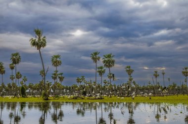 Kuşlar La Estrella Marsh, Formosa, Arjantin 'e akın ediyor..