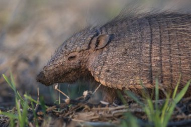 Armadillo Pampas kırsal kesiminde, La Pampa Eyaleti, Arjantin.