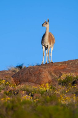 Guanacos Lihue Calel Ulusal Parkı, La Pampa, Patagonya, Arjantin.