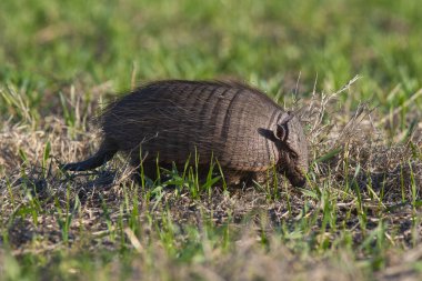 Armadillo Pampas kırsal kesiminde, La Pampa Eyaleti, Arjantin.