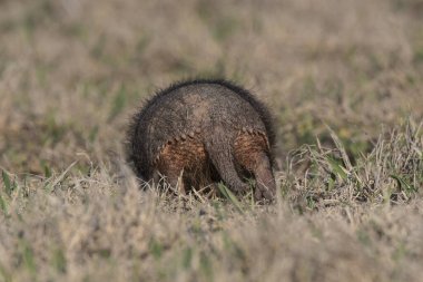 Armadillo Pampas kırsal kesiminde, La Pampa Eyaleti, Arjantin.