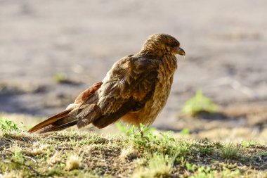 Caracara Şempango portresi, La Pampa ili, Patagonya, Arjantin