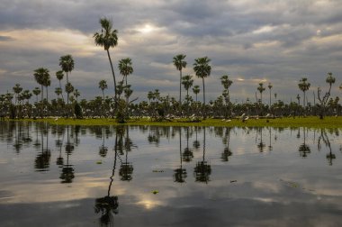 La Estrella Bataklığı 'ndaki palmiye manzaraları çeşitli kuş türleri, Formosa, Arjantin.