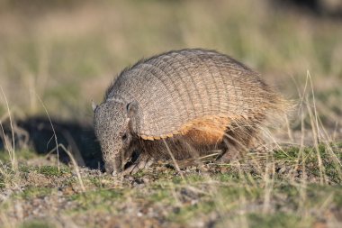 Kıllı Armadillo, çayırlık alanda, Yarımada Valdes, Patagonya, Arjantin