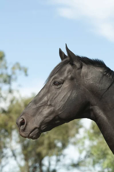 Černý Chovný Kůň Portrét Provincie Pampa Patagonie Argentina — Stock fotografie