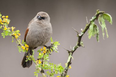 Calden Ormanı 'nda Bay winged Cowbird, La Pampa Eyaleti, Patagonya, Arjantin.