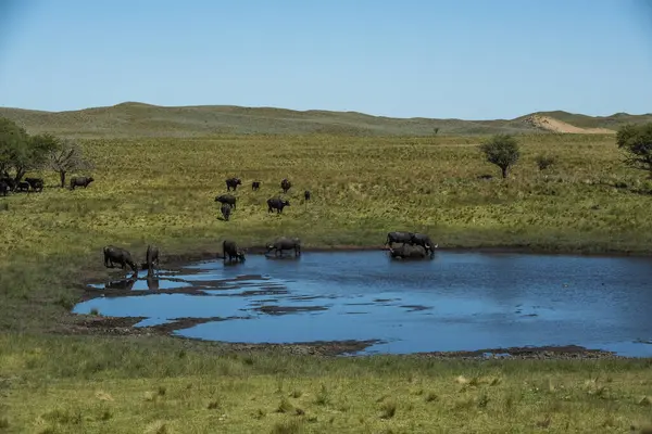 Water Buffalo Bubalus Bubalis Pampasd Landscape Pampa Province Patagonia — Stock Photo, Image