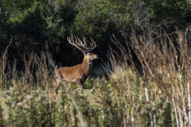 Calden Ormanı, La Pampa, Arjantin, Parque Luro, Doğa Koruma Alanı