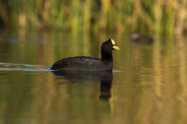 Beyaz kanatlı yaban ördeği Pampas Gölü 'nde, La Pampa, Arjantin