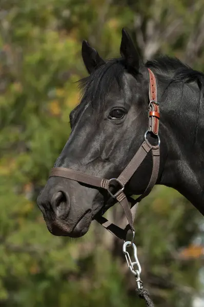 Černý Chovný Kůň Portrét Provincie Pampa Patagonie Argentina — Stock fotografie