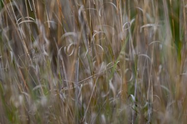 Çimen dokusu soyut desenler soyut otlakların özünü araştırıyor.