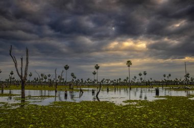 La Estrella Marsh 'taki Sunst Palms manzarası, Formosa, Arjantin.