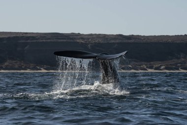 Sohutern sağ balina kuyruğu, Yarımada Valdes, Chubut, Patagonya, Arjantin