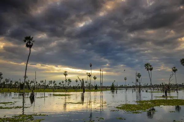 La Estrella Marsh 'taki Sunst Palms manzarası, Formosa, Arjantin.